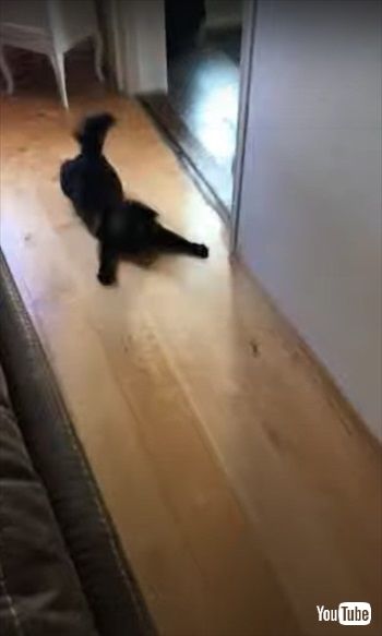 追いかけ方がホラー映画みたいな猫ちゃん