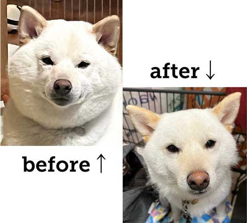 柴犬 まる シャンプー 別犬 スリム ビフォーアフター 換毛期