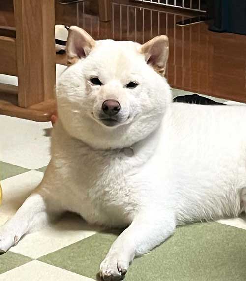 シャンプーした柴犬