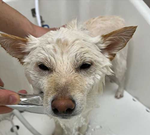 乾かした柴犬