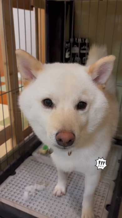 柴犬 まる シャンプー 別犬 スリム ビフォーアフター 換毛期