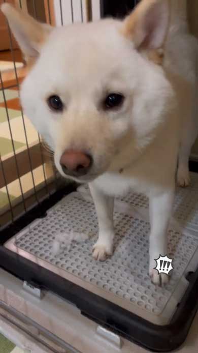 柴犬 まる シャンプー 別犬 スリム ビフォーアフター 換毛期