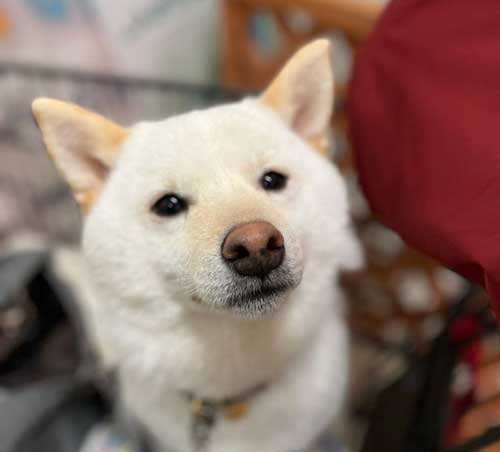 別犬のような見た目になった柴犬