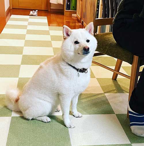 柴犬 まる シャンプー 別犬 スリム ビフォーアフター 換毛期