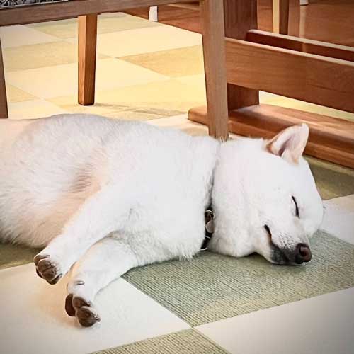 柴犬 まる シャンプー 別犬 スリム ビフォーアフター 換毛期