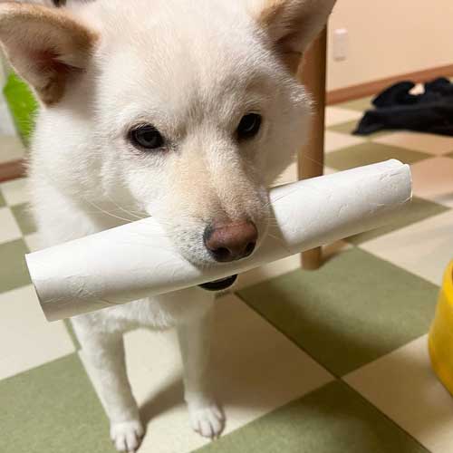 柴犬 まる シャンプー 別犬 スリム ビフォーアフター 換毛期