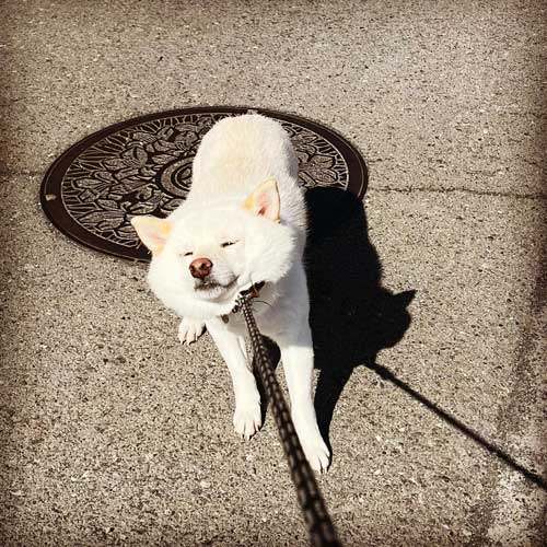 柴犬 まる シャンプー 別犬 スリム ビフォーアフター 換毛期