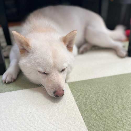 柴犬 まる シャンプー 別犬 スリム ビフォーアフター 換毛期