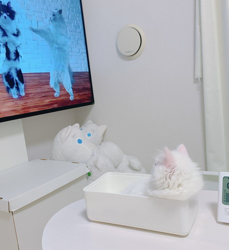 ティッシュケースの桃白ちゃん