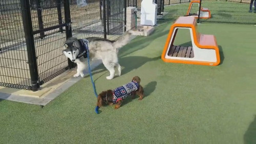 ダックスフンドを見るハスキー