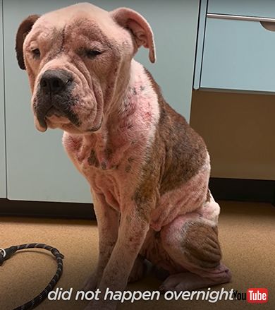 ボロボロだった野良犬が健康な姿に大変身