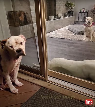 ボロボロだった野良犬が健康な姿に大変身