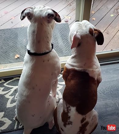 ボロボロだった野良犬が健康な姿に大変身