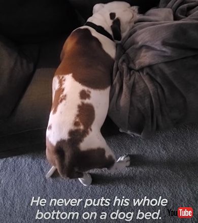 ボロボロだった野良犬が健康な姿に大変身