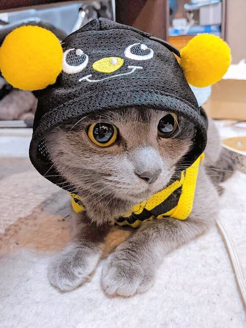 コスプレシャケちゃん