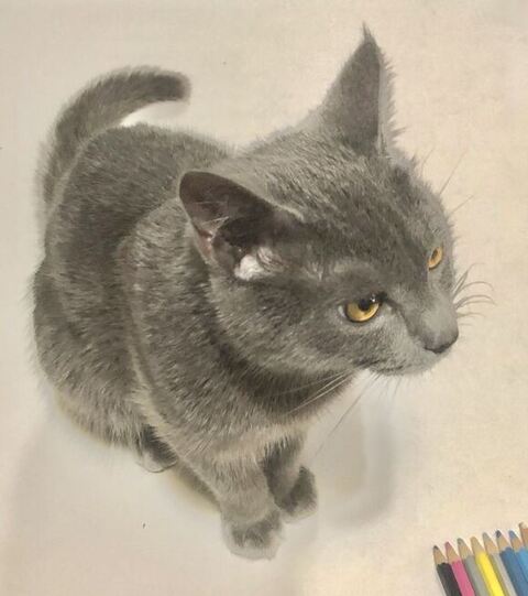 ただ紙の上に乗ってるだけのうちの猫」が絵画のよう 逆パターン