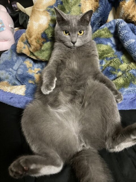 シャケちゃんお腹みせ