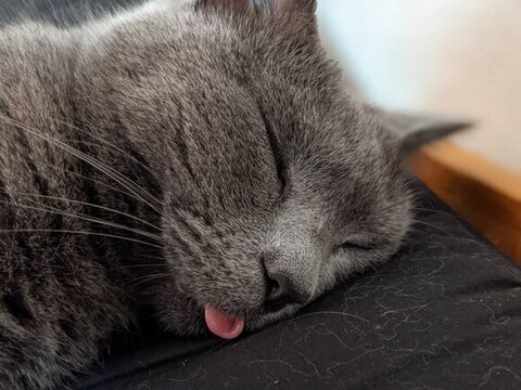 舌をだしてるシャケちゃん