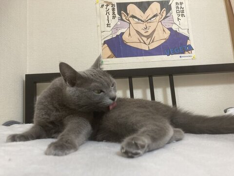 毛づくろいシャケちゃん