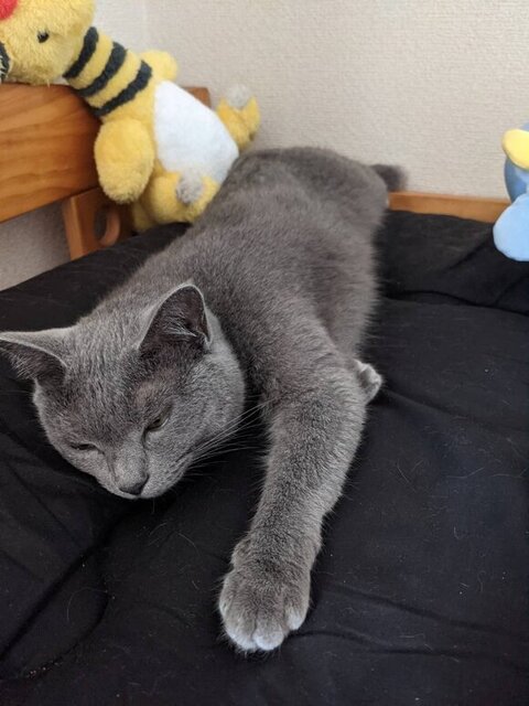 寝そべってるシャケちゃん