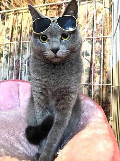 サングラスかけたシャケちゃん