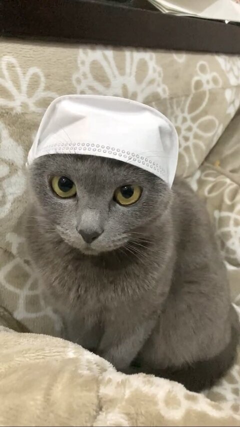 ただ紙の上に乗ってるだけのうちの猫」が絵画のよう 逆パターン