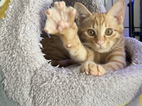 手をあげる琥珀くん