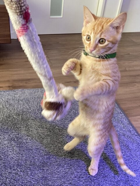 ファイティングポーズの琥珀くん