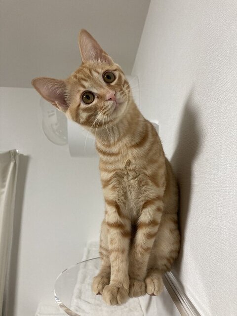 キョトン顔の琥珀くん