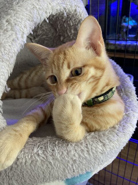 毛づくろいする琥珀くん