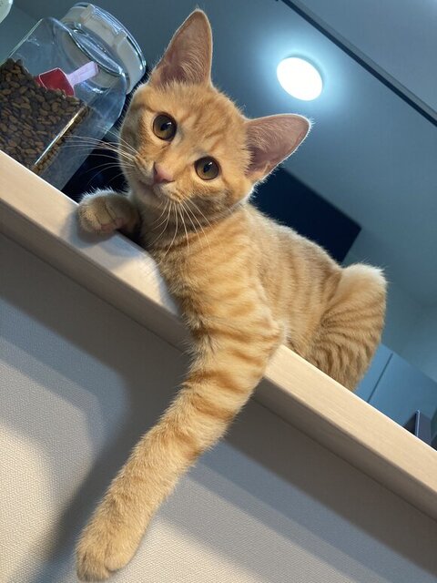 手をだらんとさげた琥珀くん