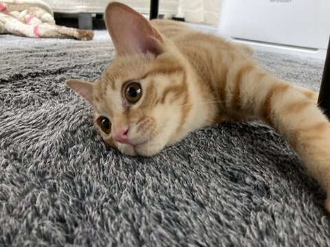 くつろぐ琥珀くん