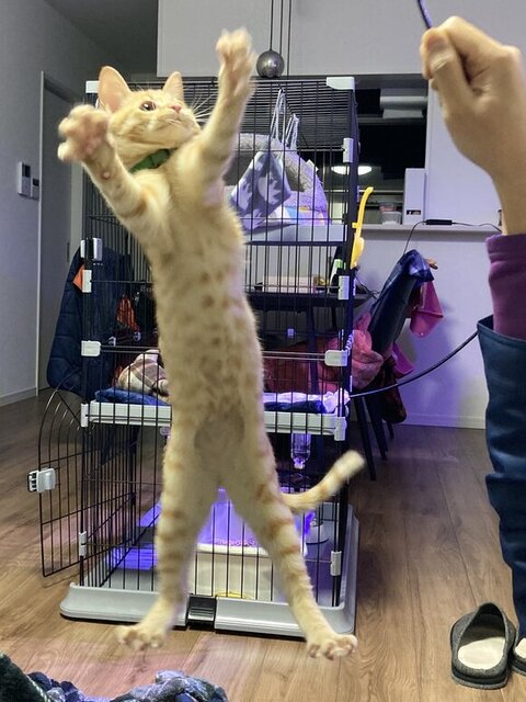 猫じゃらしで遊ぶ琥珀くん