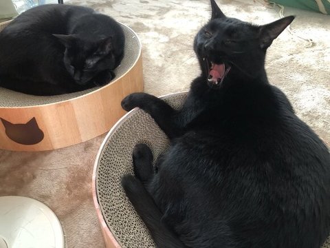 顔を隠すルアンくん