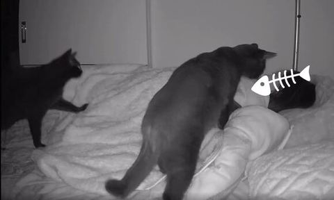 寝ている飼い主さんに近づく2匹の写真