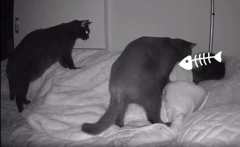 匂いをかぐこ猫とふみふみする猫