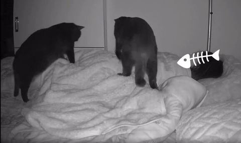 おなかを歩く2匹