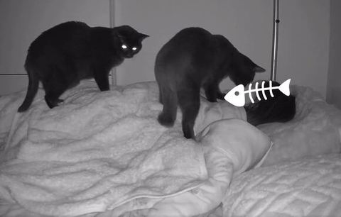 目が光ってる黒猫ちゃん