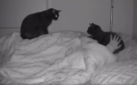 飼い主さんの顔のとなりに寄り添う子