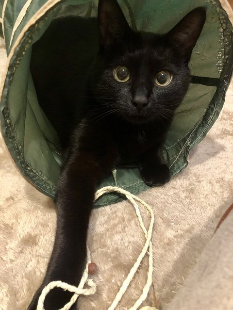 ピピンくんの写真