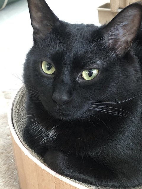 爪とぎにはいった　メリーくん