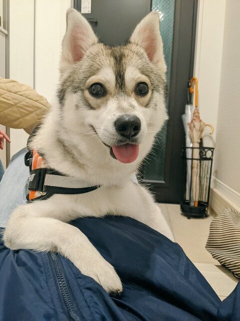 飼い主の腹を肘置きにするルチ子ちゃん