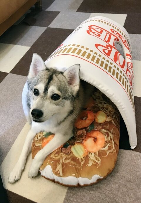 中に入るルチ子ちゃん