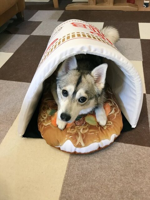 上目遣いのルチ子ちゃん