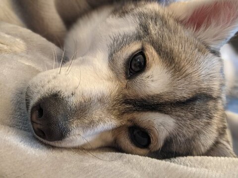 横になってるルチちゃんアップ