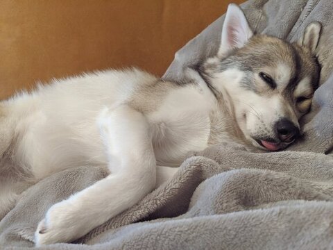 舌をだして寝てるルチ子ちゃん