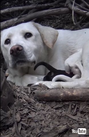 野良犬ママと子犬