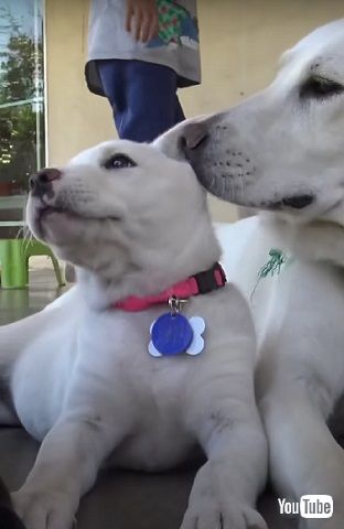 野良犬ママと子犬