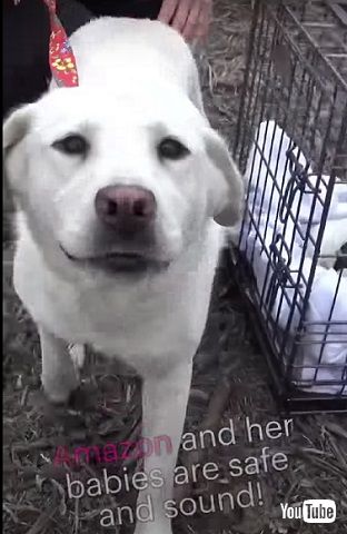野良犬ママと子犬