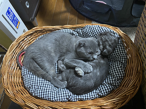 チヨコちゃんとモナカちゃん